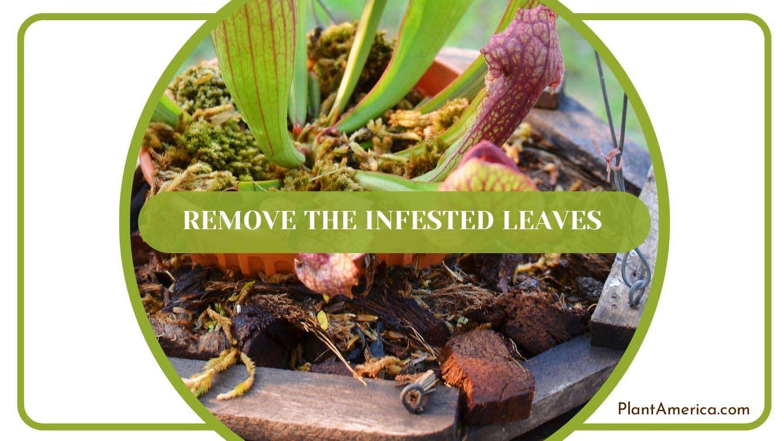 Removing Infested Sarracenia Leaves Plant America