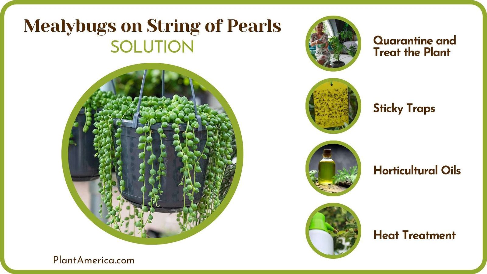 Removing Mealybugs From Plants Plant America