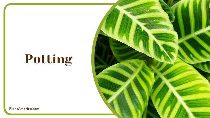 Repot Calathea zebrina ~ PlantAmerica