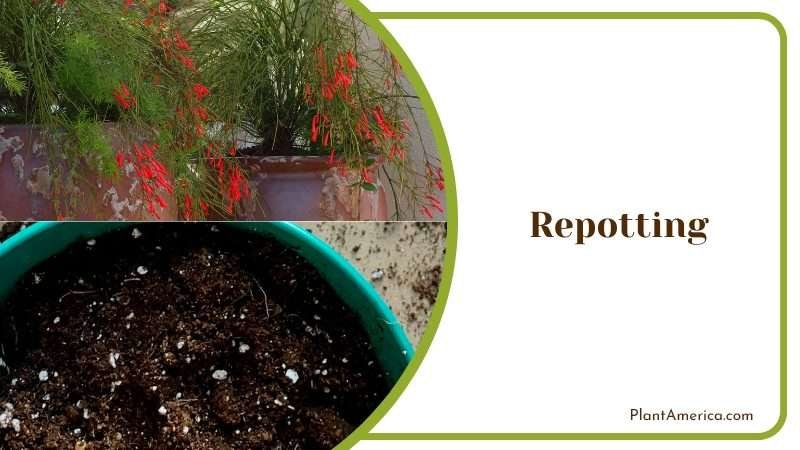 Repot Firecracker Plant in Spring Plant America