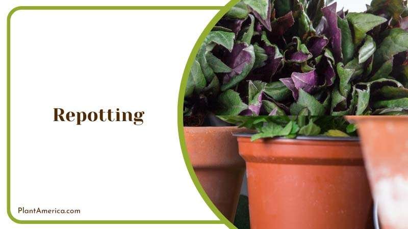 Repot Purple Passion Plant in Spring Plant America Repot Purple Passion Plant in Spring Plant America