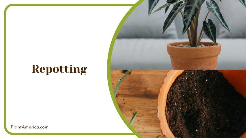 Repotting Alocasia Black Velvet ~ PlantAmerica