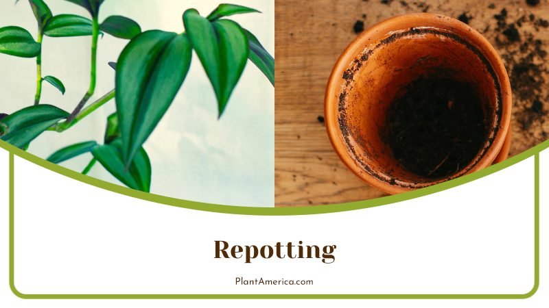 Repotting Alocasia during Summer ~ PlantAmerica