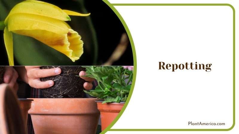 Repotting Cattleya Warscewiczii PlantAmerica Repotting Cattleya Warscewiczii PlantAmerica