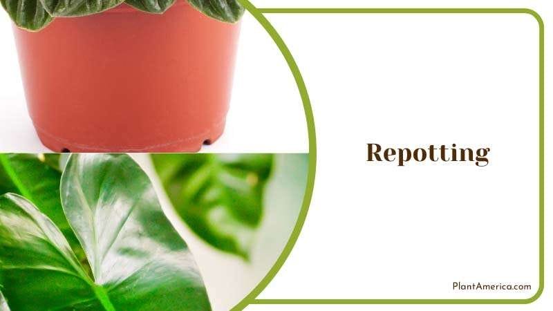 Repotting Peperomia Plants PlantAmerica