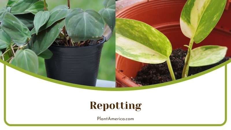 Repotting Philodendron Plowmanii Plant America