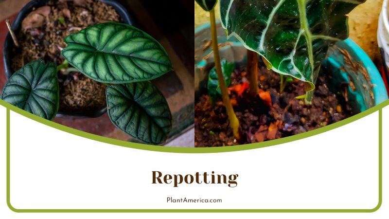 Repotting of Alocasia ~ PlantAmerica Repotting of Alocasia ~ PlantAmerica