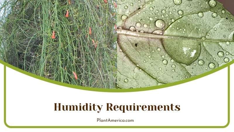 Rhipsalis Paradoxa Needs Proper Humidity Plant America