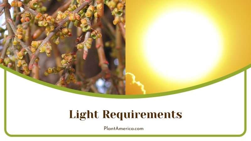 Rhipsalis Paradoxa Require Bright Indirect Sunlight Plant America