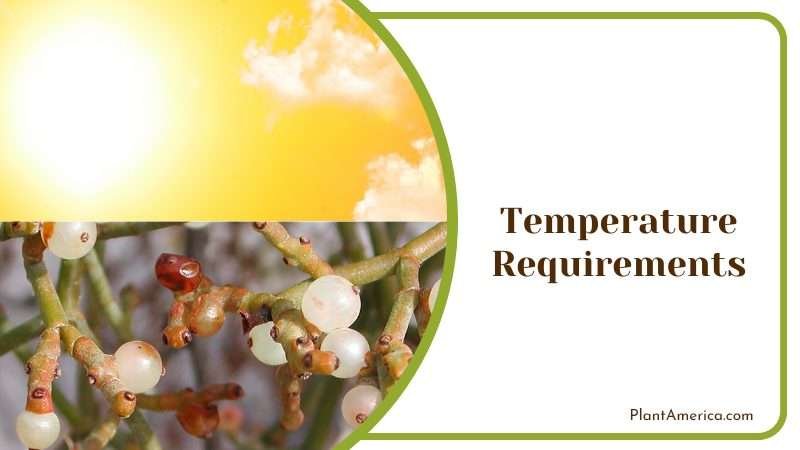 Rhipsalis Plants Grows in Warmer Temperature Plant America