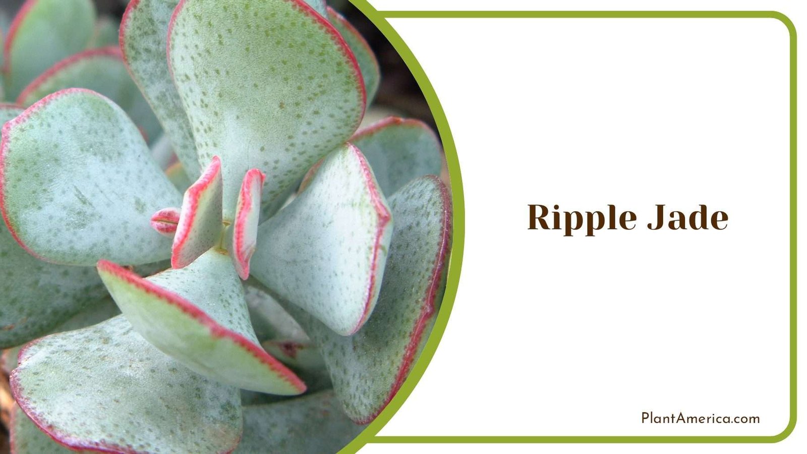 Ripple Jade Plant Plant America