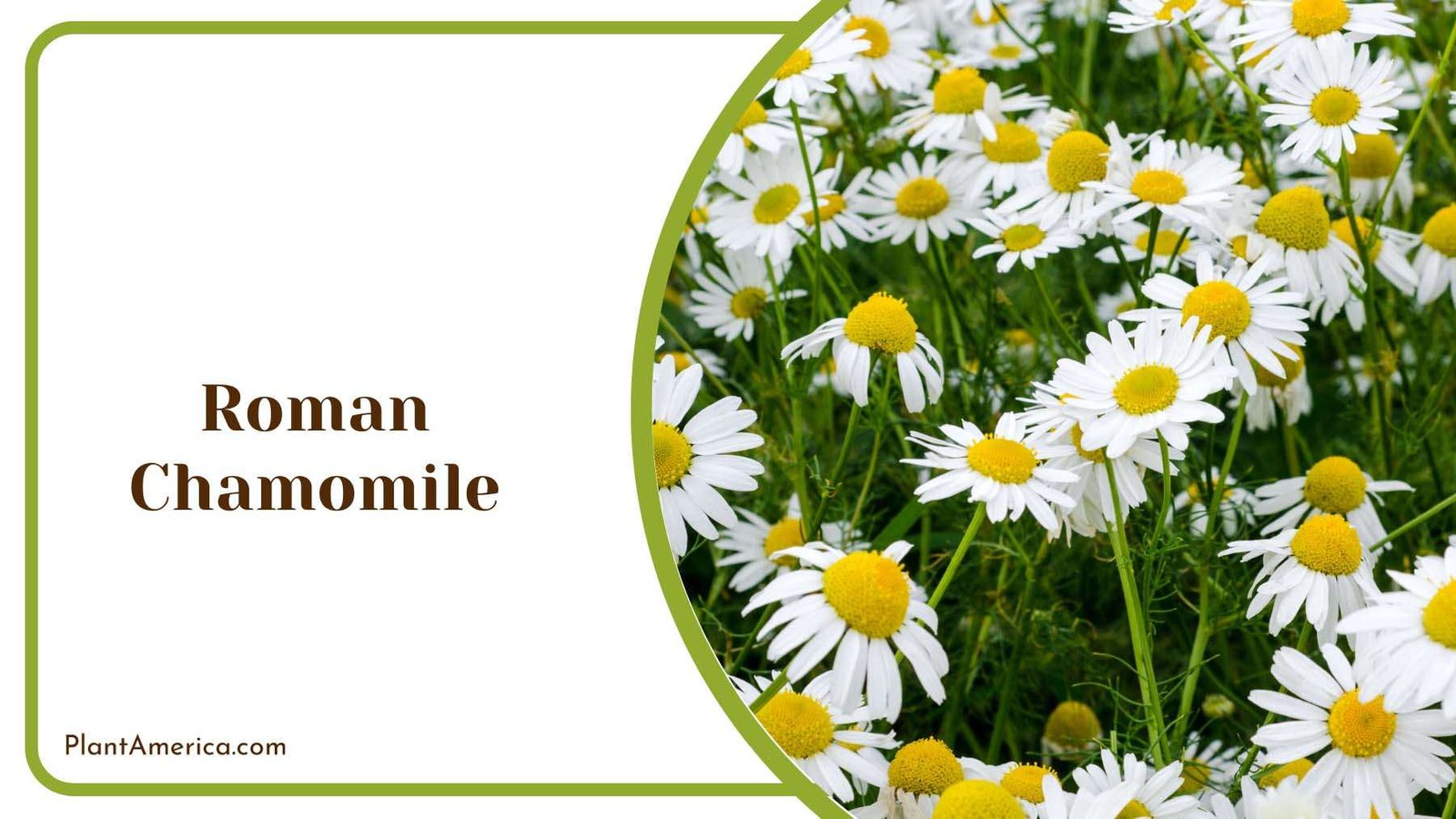 Roman Chamomile Plant America