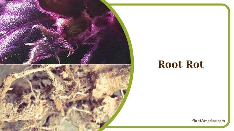 Root Rot Is the Result of Excessive Watering Plant America Root Rot Is the Result of Excessive Watering Plant America