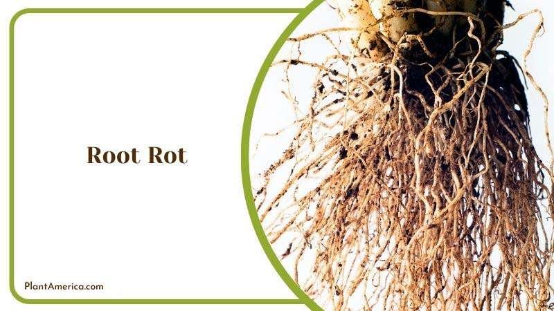 Root Rot in Calathea Medallion ~ PlantAmerica Root Rot in Calathea Medallion ~ PlantAmerica