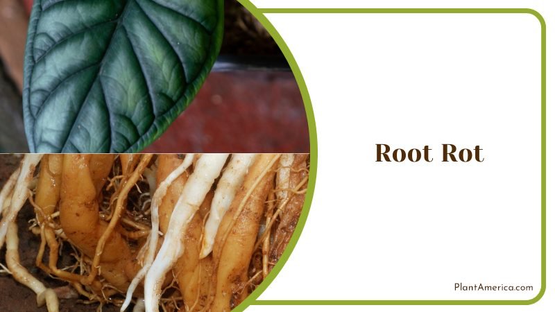 Root Rot of Alocasia Velvet ~ PlantAmerica
