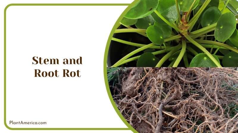 Root Rot on Pilea Microphylla Plant America Root Rot on Pilea Microphylla Plant America