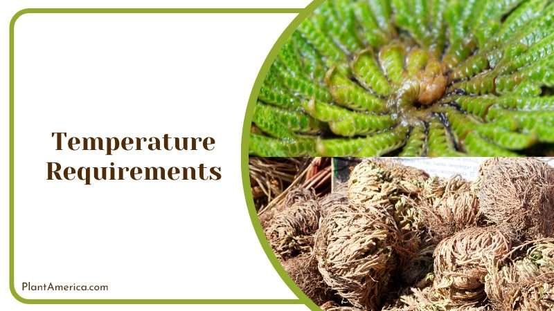 Rose of Jericho Temperature Requirements Plant America