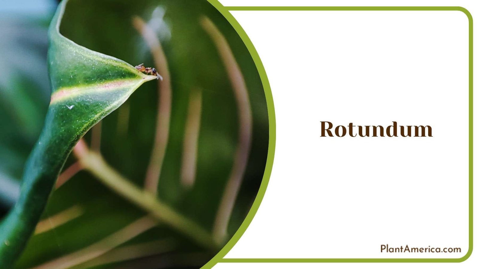 Rotundum Plant Care Guide PlantAmerica