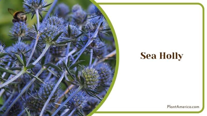 Sea Holly Nectar Source For Pollinators Plant America Sea Holly Nectar Source For Pollinators Plant America