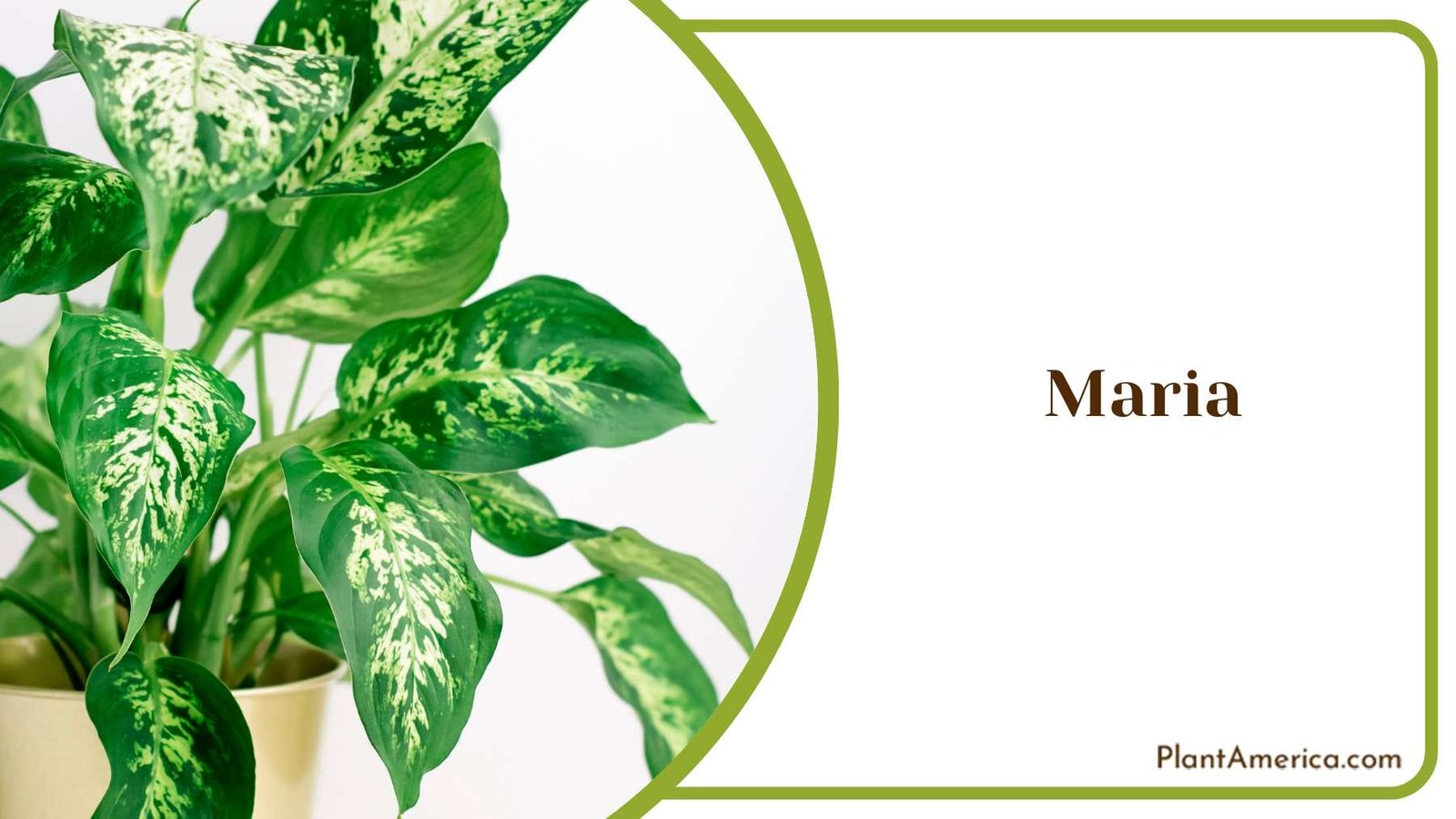 Seasonal Care For Maria Aglaonema Flowers PlantAmerica