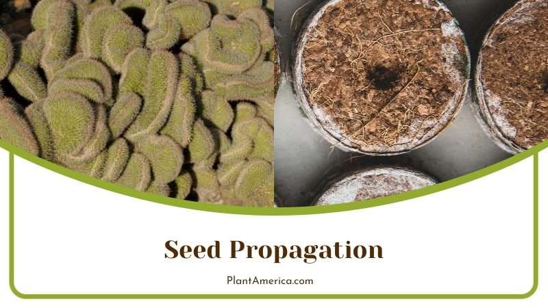 Seed Propagation of Cactus Plant America