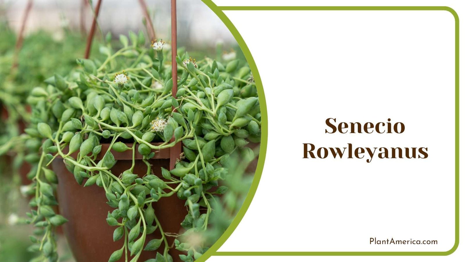 Senecio Rowleyanus Plant America Senecio Rowleyanus Plant America