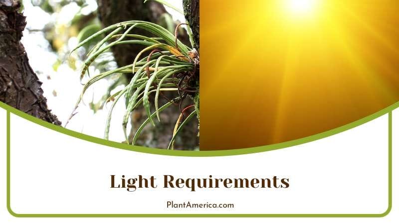 Shaded Habitats of Kangaroo Fern Plant America Shaded Habitats of Kangaroo Fern Plant America