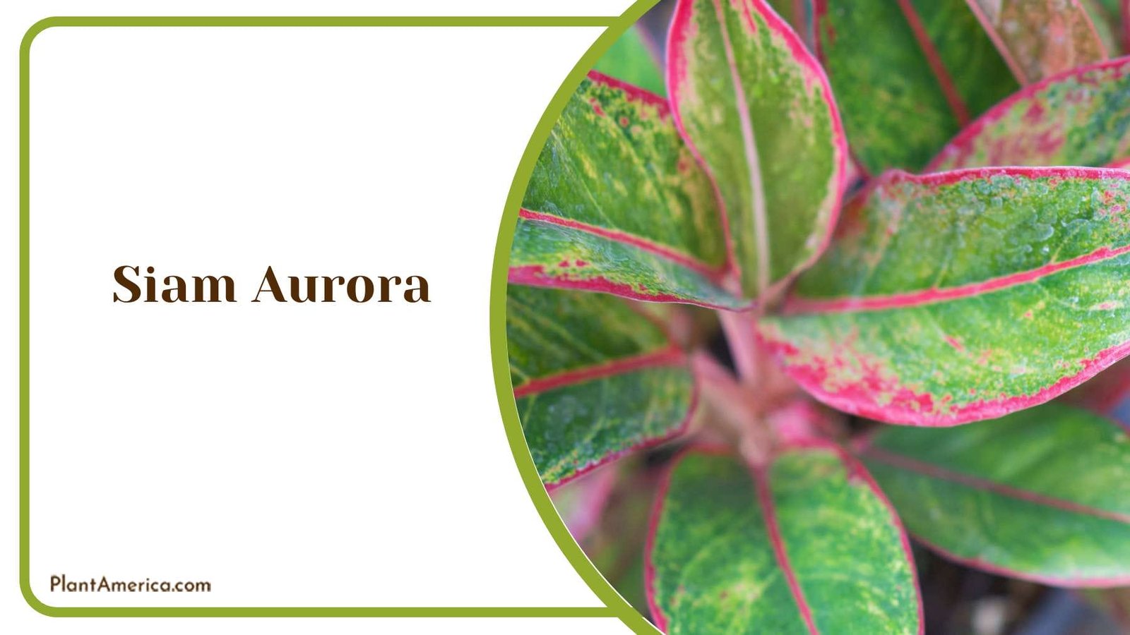Siam Aurora In Modern Design PlantAmerica