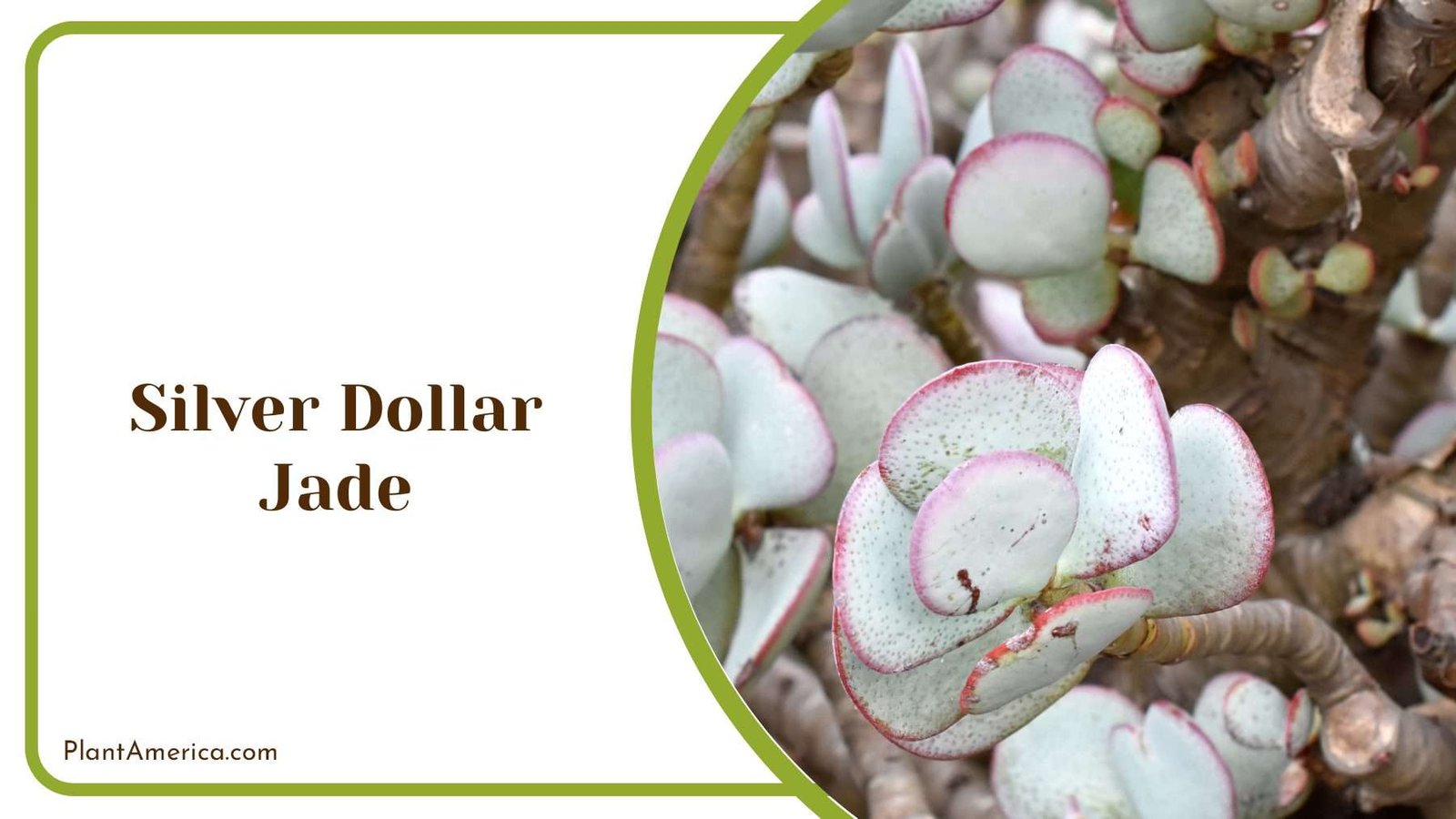 Silver Dollar Jade Plant Plant America