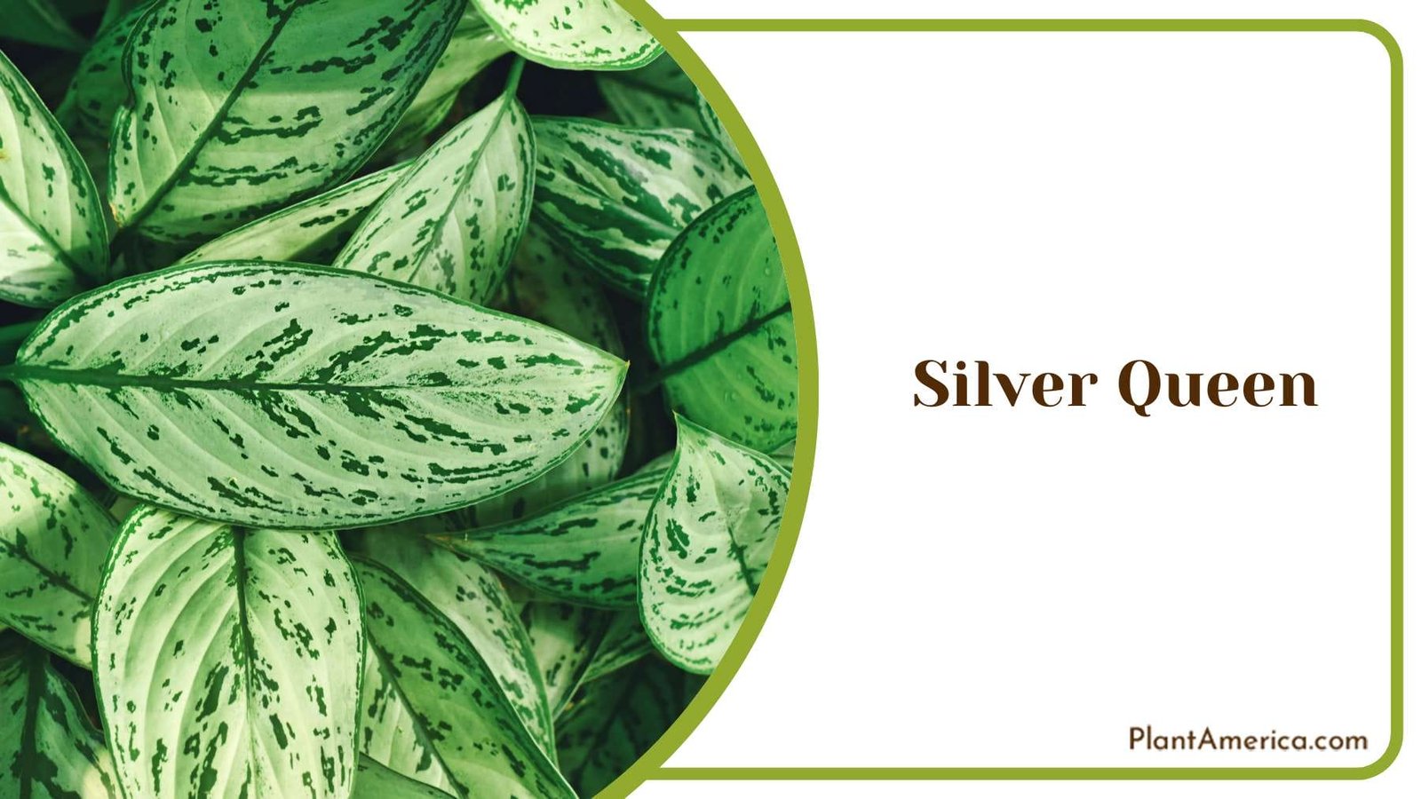 Silver Queen Plant Care PlantAmerica
