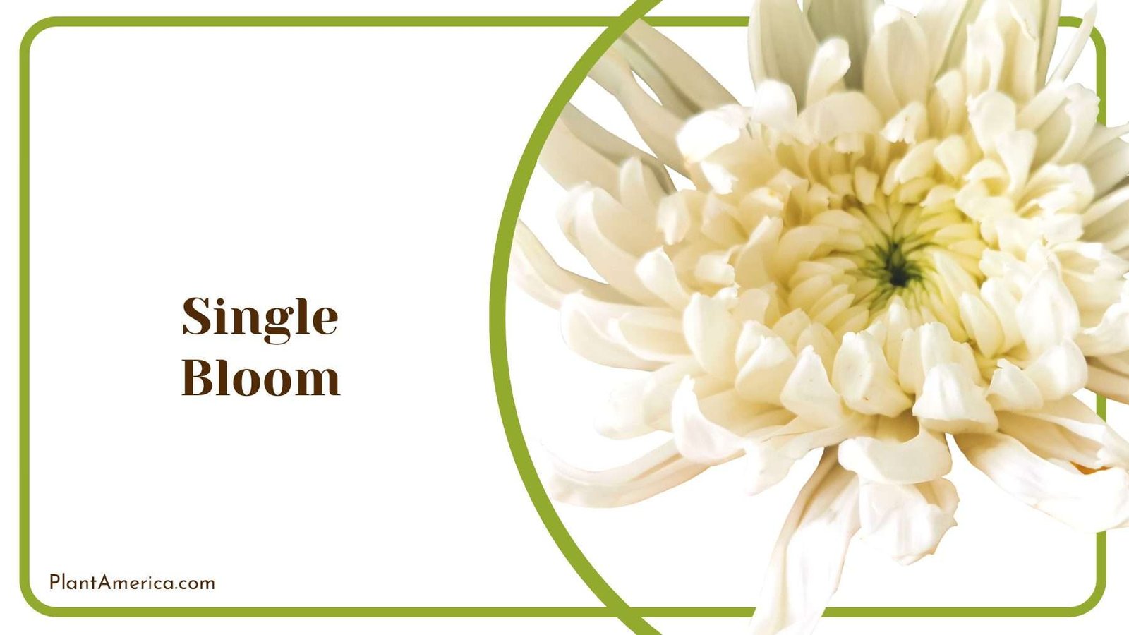 Single White Flowers Bloom PlantAmerica