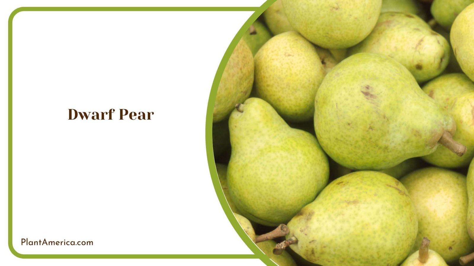 Small Marvels Cultivating And Savoring Dwarf Pears Plant America