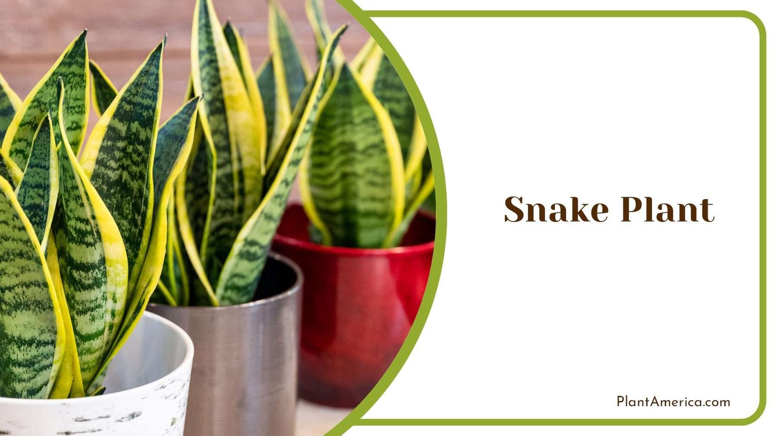 Snake Indoor Plant Plant America 1 Snake Indoor Plant Plant America 1