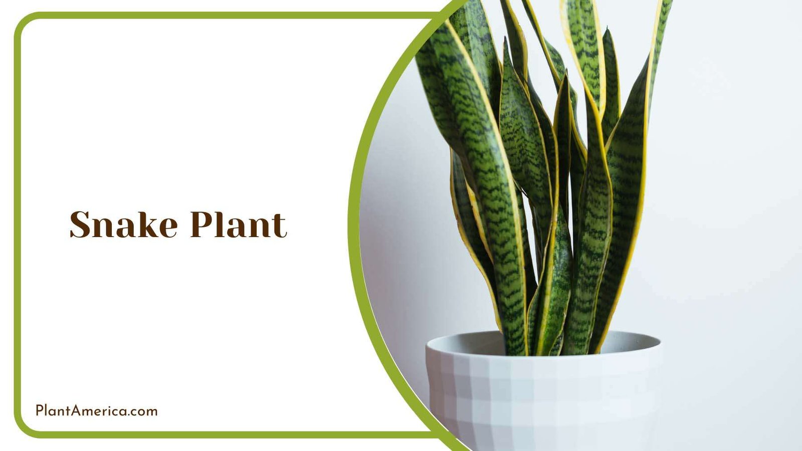 Snake Indoor Plant Plant America