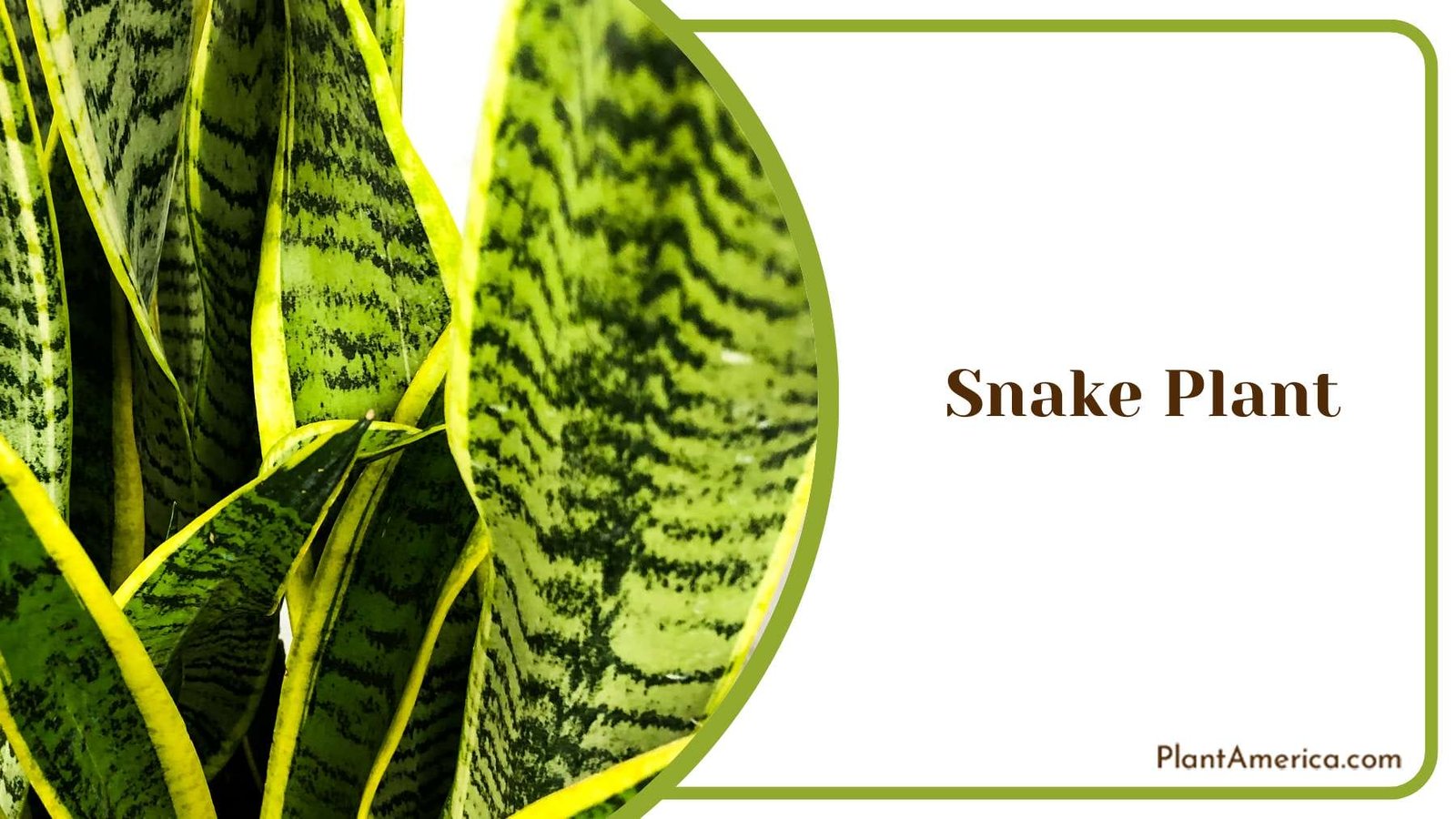 Snake Plant Indoors Plant America