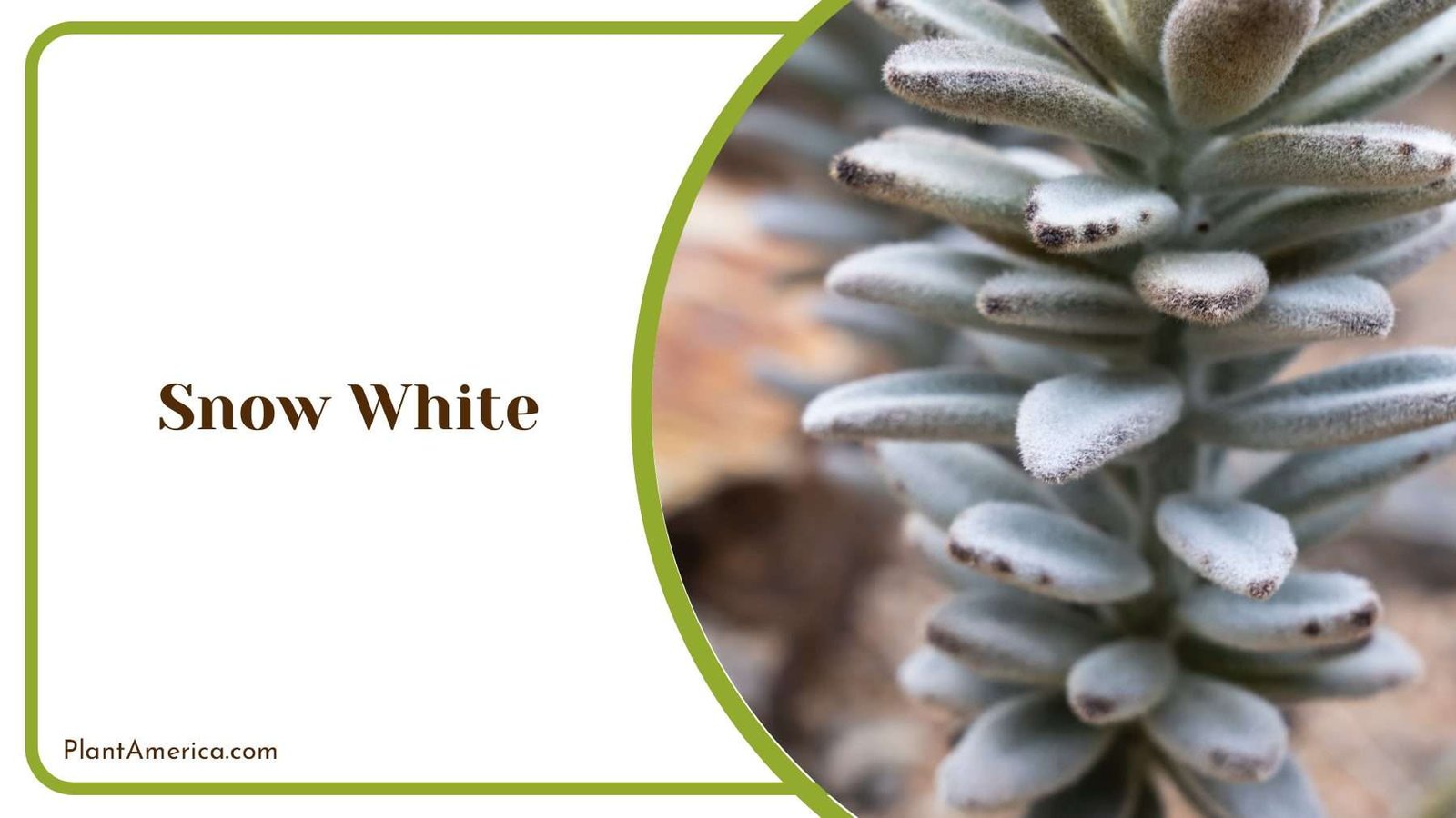 Snow White Kalanchoe Plant America