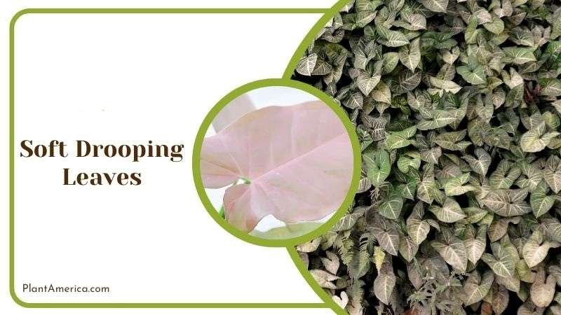 Soft Drooping Leaves Plant America