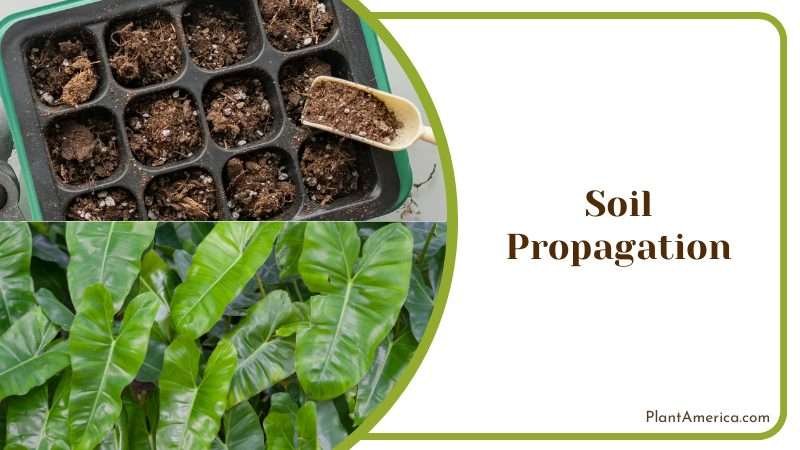 Soil Propagation of Philodendron Plant America