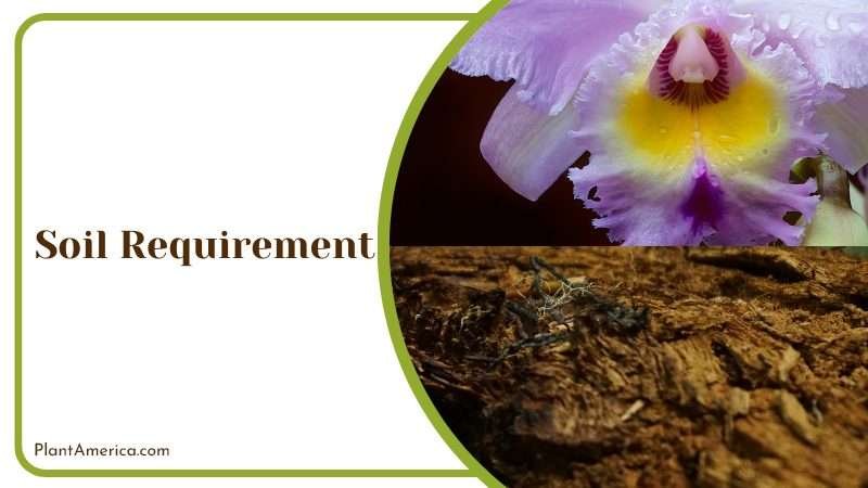 Soil Requirement of Cattleya PlantAmerica