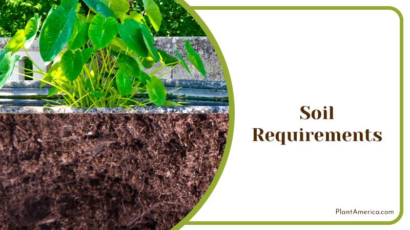 Soil Requirements for Alocasia ~ PlantAmerica Soil Requirements for Alocasia ~ PlantAmerica