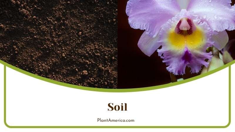 Soil for Cattleya Warscewiczii PlantAmerica Soil for Cattleya Warscewiczii PlantAmerica