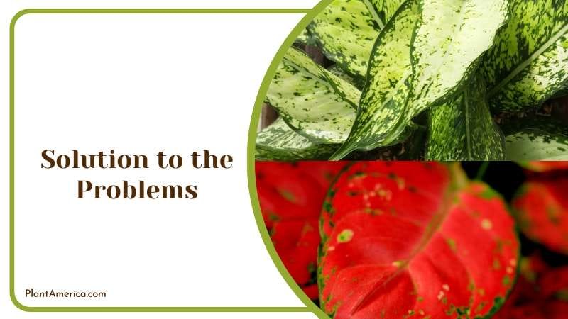 Solution to the Problems of Aglaonema PlantAmerica 1