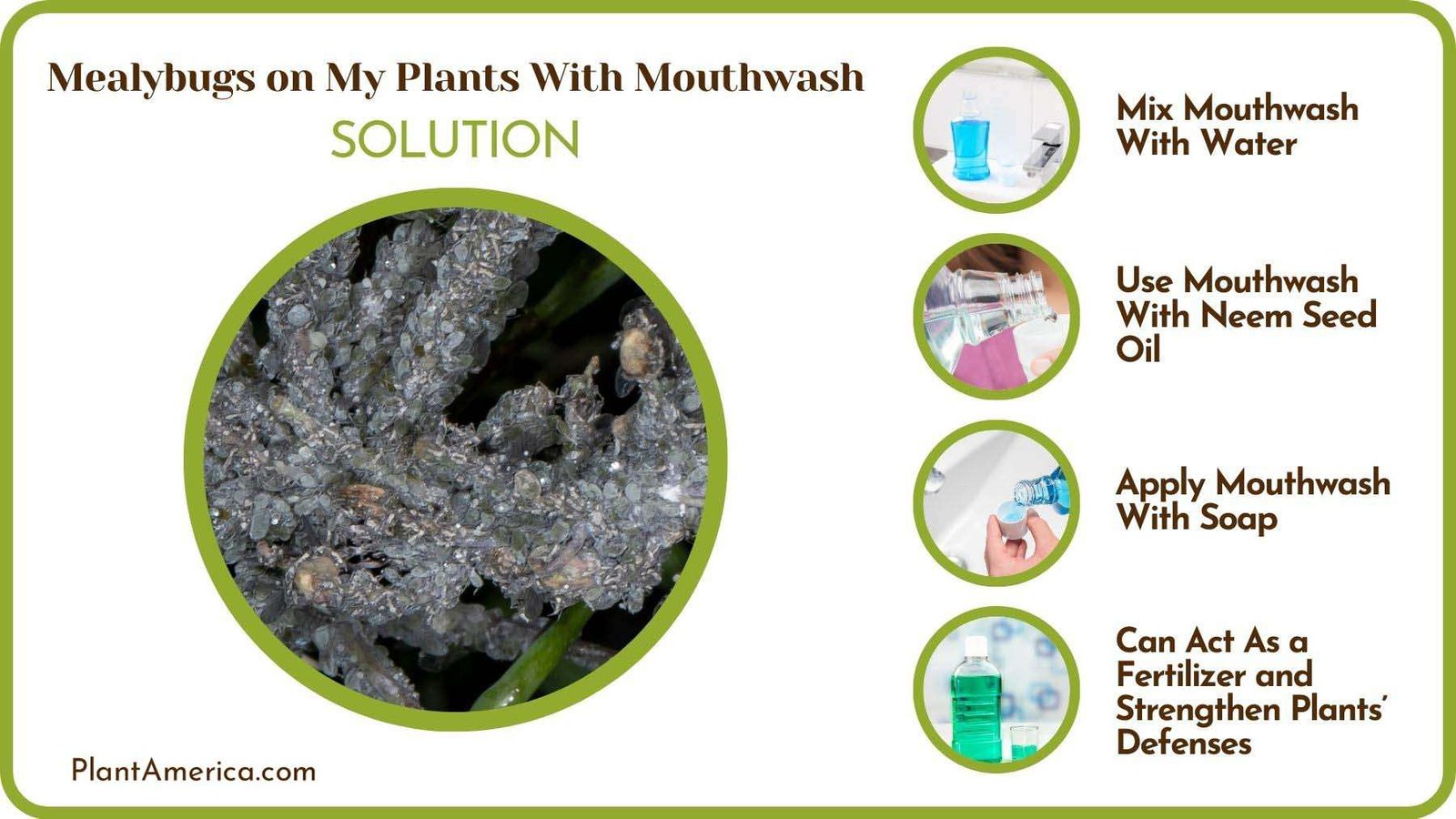 Solutions to Mealybugs on My Plants With Mouthwash Plant America
