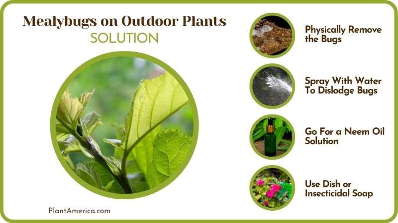 Solutions to Mealybugs on Outdoor Plants Plant America Solutions to Mealybugs on Outdoor Plants Plant America