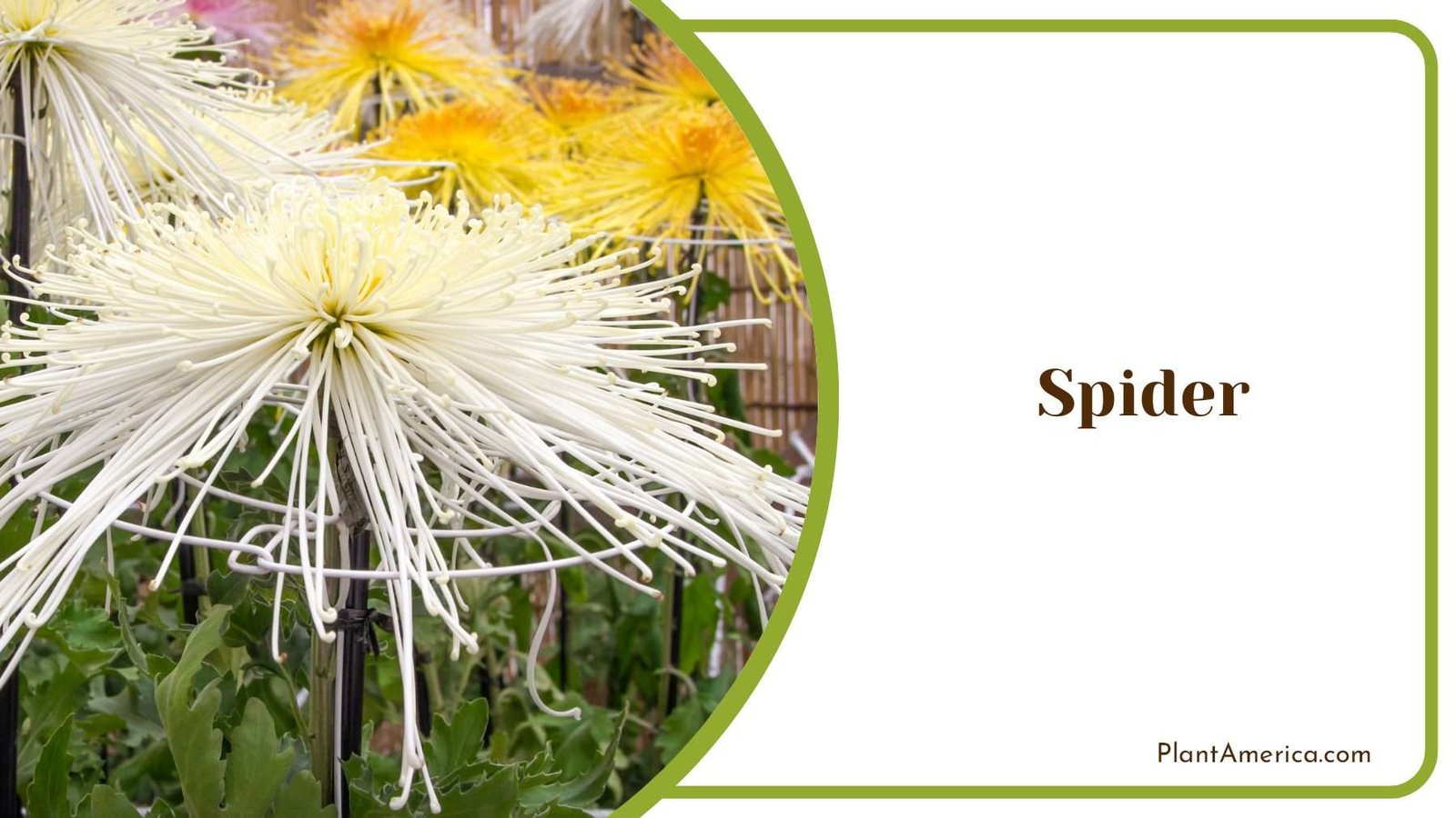 Spider Chrysanthemum PlantAmerica