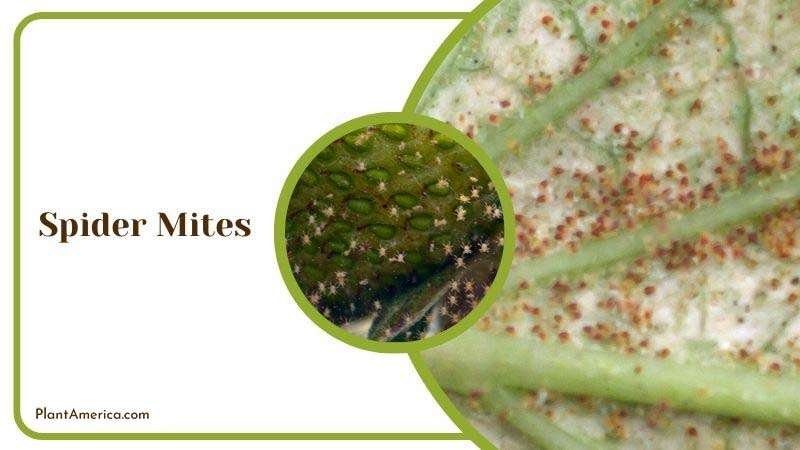 Spider Mites in Orbifolia Plant ~ PlantAmerica
