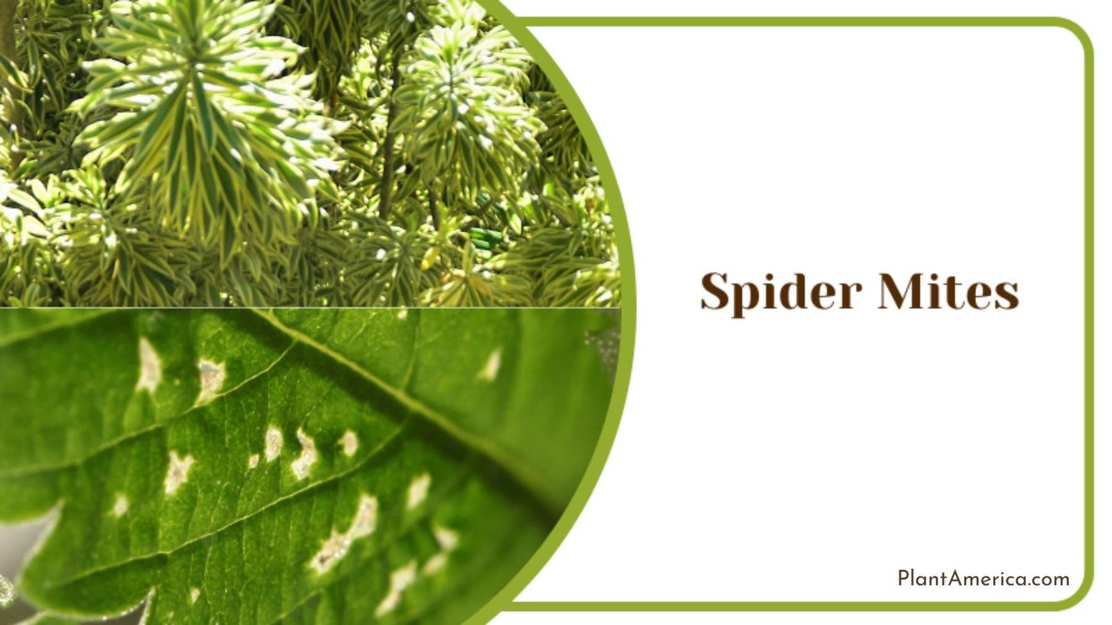 Spider Mites on Dracaena Reflexa Plant America