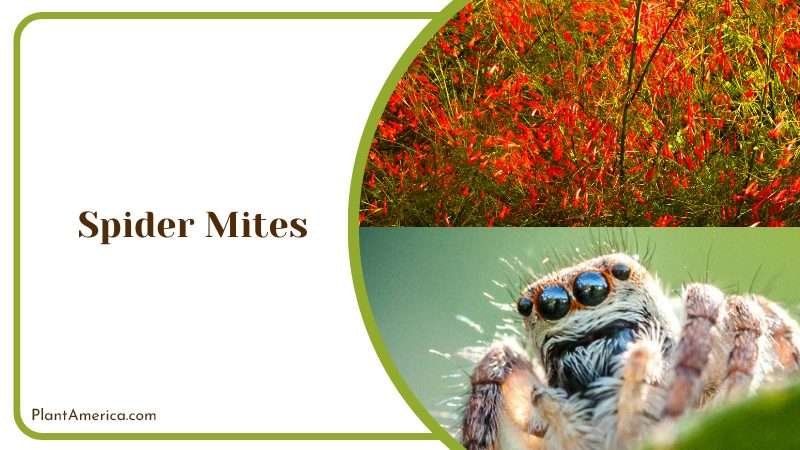 Spider Mites on Firecracker Plant Plant America