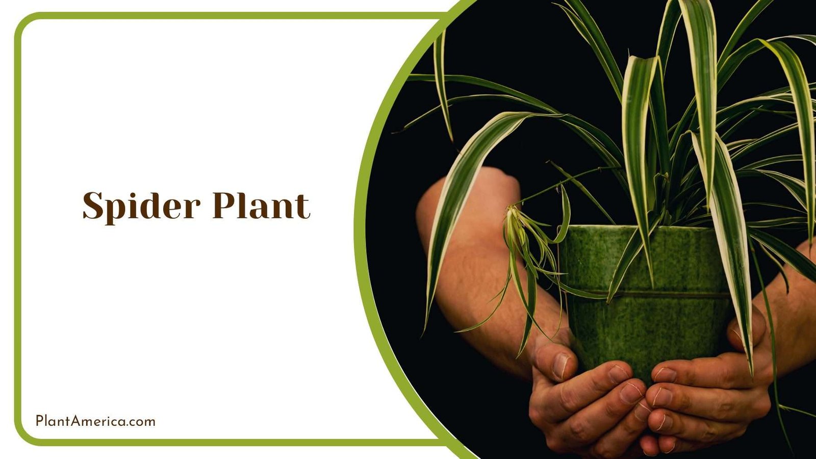 Spider Plant In A Pot Plant America