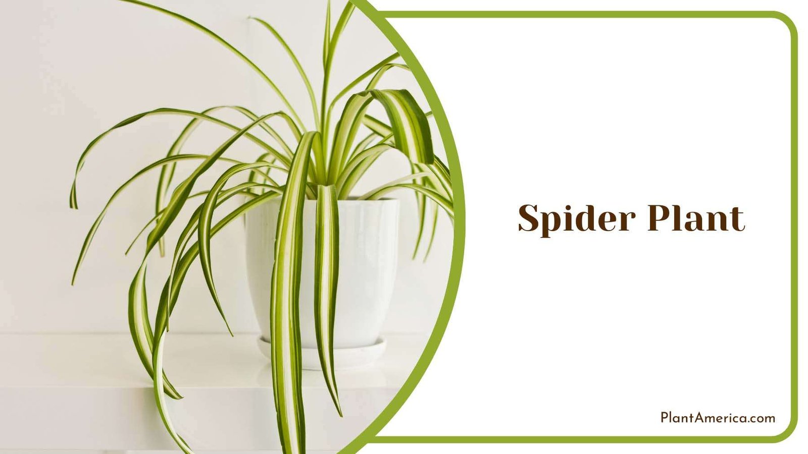 Spider Plant Plant America